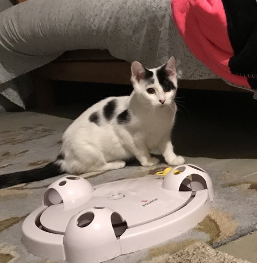 Snowball - Kitten