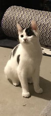 Snowball - Kitten