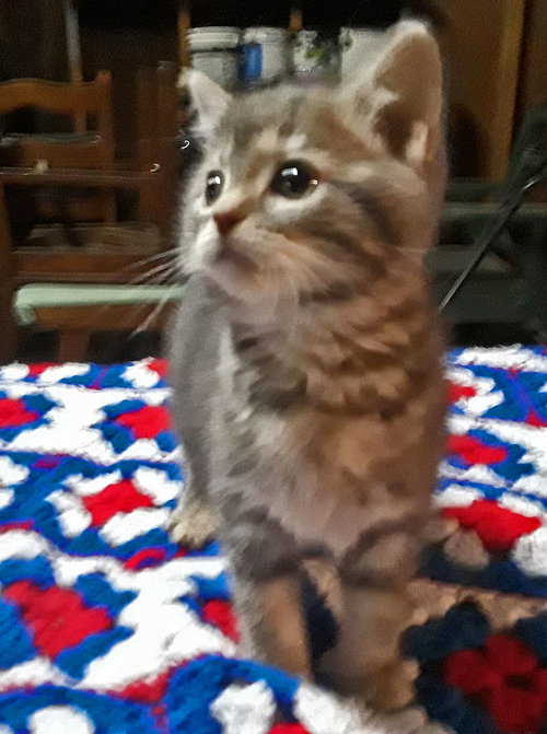 Prissy - Kitten