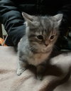 Prissy - Kitten