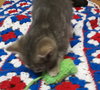 Prissy - Kitten
