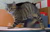 *Monty - Kitten