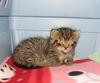 *Monty - Kitten