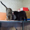 *Monty - Kitten