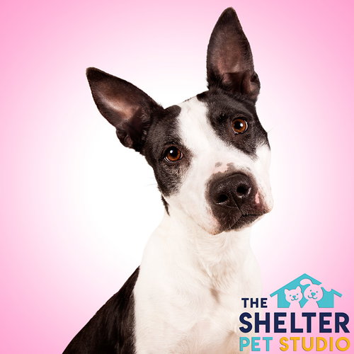 Pound Dog-Queenie 149468