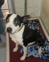 Pound Dog-Queenie 149468