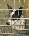 Pound Dog-Queenie 149468