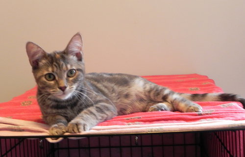 Luna - teenage kitten