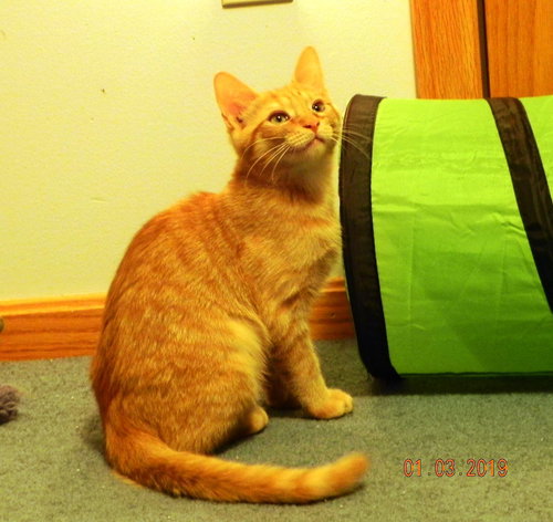 Prince Harry - teenage kitten