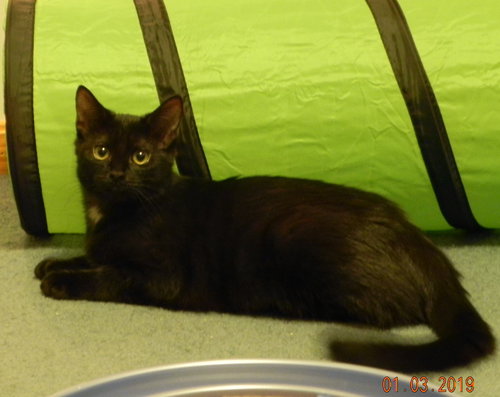 Molly - teenage kitten