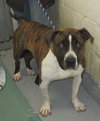 Pound Dog-Remi 149642
