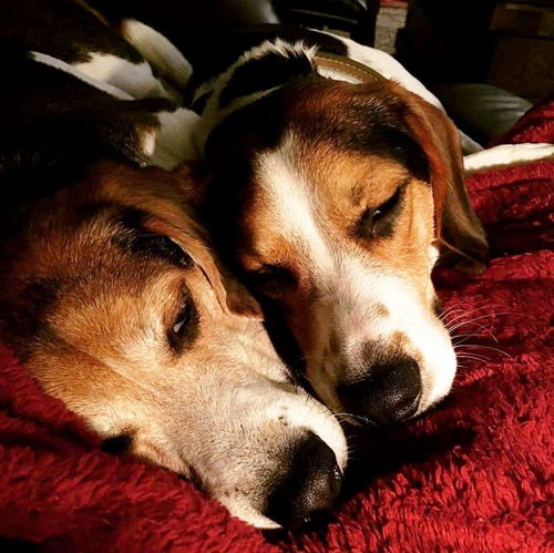 Beagle Boys-Bonded Pair