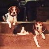 Beagle Boys-Bonded Pair