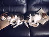 Beagle Boys-Bonded Pair