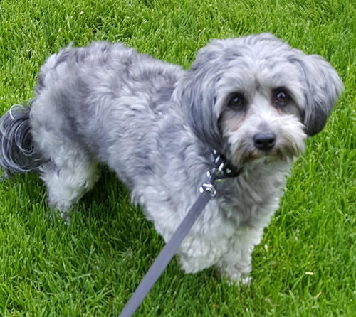 Molly - Courtesy Listing