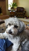 Molly - Courtesy Listing