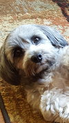 Molly - Courtesy Listing