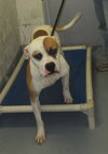 Pound Dog-Spike 147459