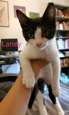 Laney