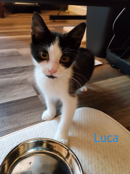 Luca