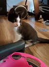 Luca