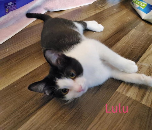 Lulu