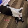 Lulu