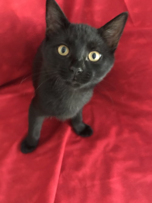 Midnight-Kitten