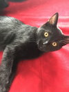 Midnight-Kitten
