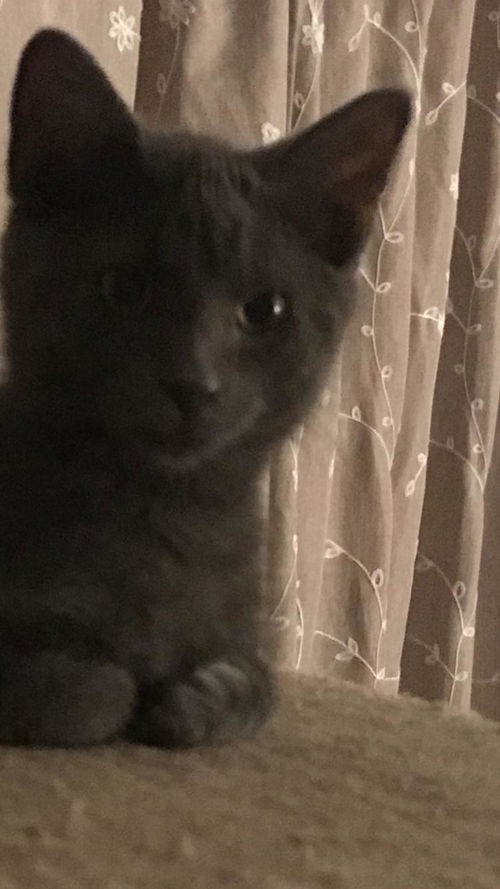 Smokey-kitten