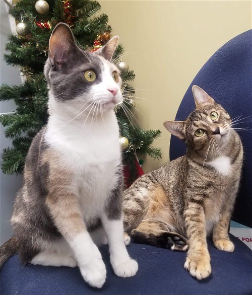Calypso and Chimera- Bonded Young Adults