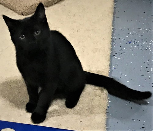 Merlin - Kitten