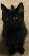 Merlin - Kitten