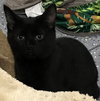 Merlin - Kitten