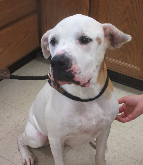 Pound Dog-Ralphie 154509