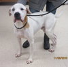Pound Dog-Ralphie 154509