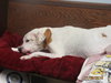 Pound Dog-Ralphie 154509