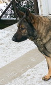 Murphy