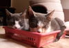 Lucy - Kitten a