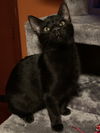 Drac and Mavis - Bonded Pair - Kitten C