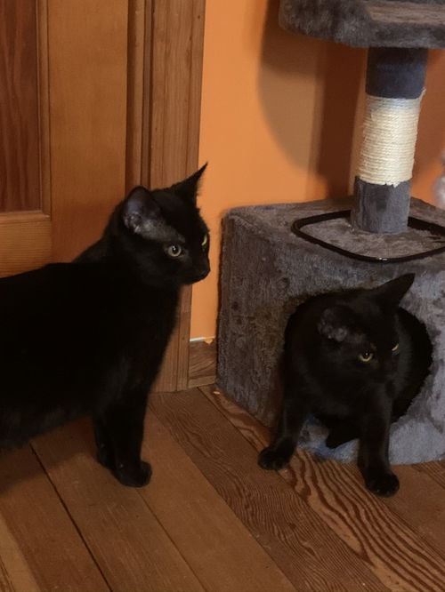 Drac and Mavis - Bonded Pair - Kitten C