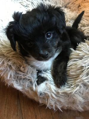 Skye