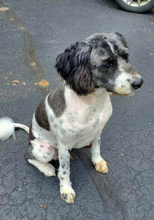"Otis", a dog for adoption from Rose's Rescue
