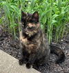 *Sweet Jenny-Courtesy Listing