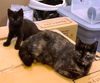 *Sweet Jenny-Courtesy Listing