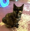 *Sweet Jenny-Courtesy Listing