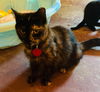 *Sweet Jenny-Courtesy Listing