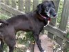 Shadow: URGENT!  Great girl, but as only child