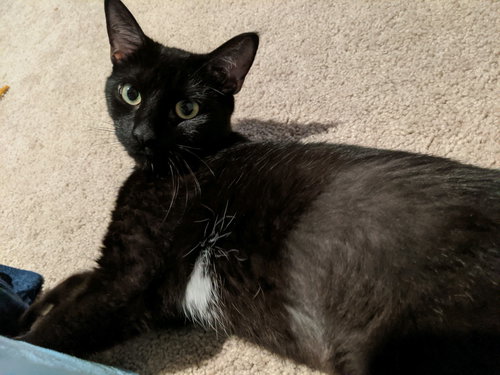 Luna II - Cat