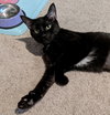 Luna II - Cat
